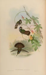 Petasophora delphinae = Colibri delphinae